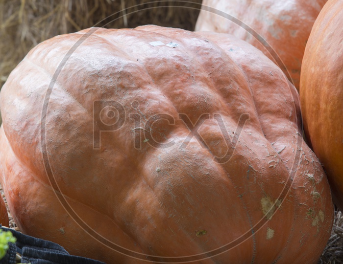 Closeup Shot of Big Pumpkin
