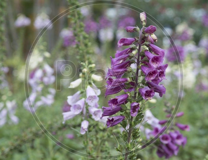 Lupine Or Lupinia Flowers Blooming In Tropical Flower Garden in Spring at Vietnam