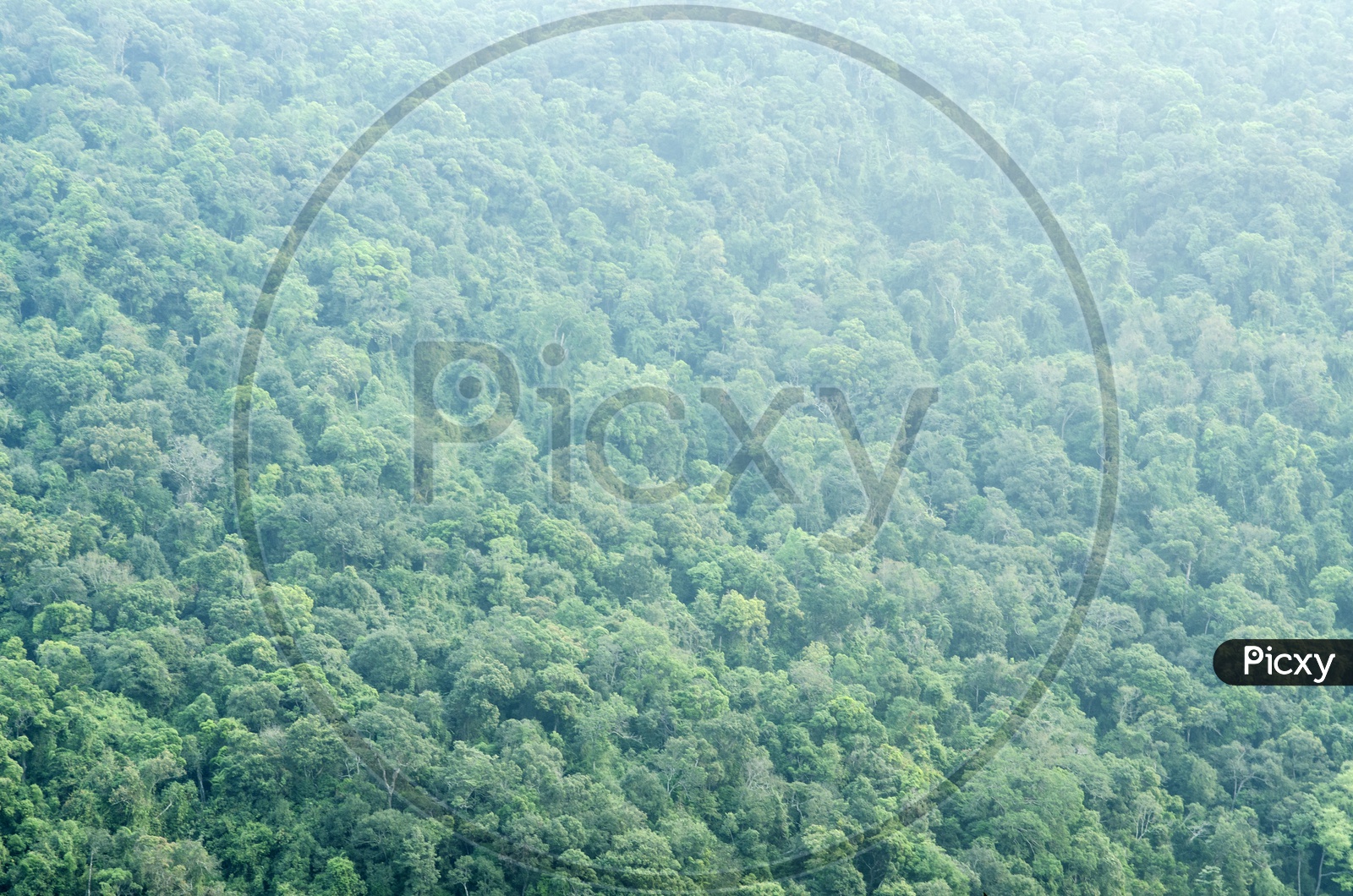 Forest seamless patterns With Green Trees