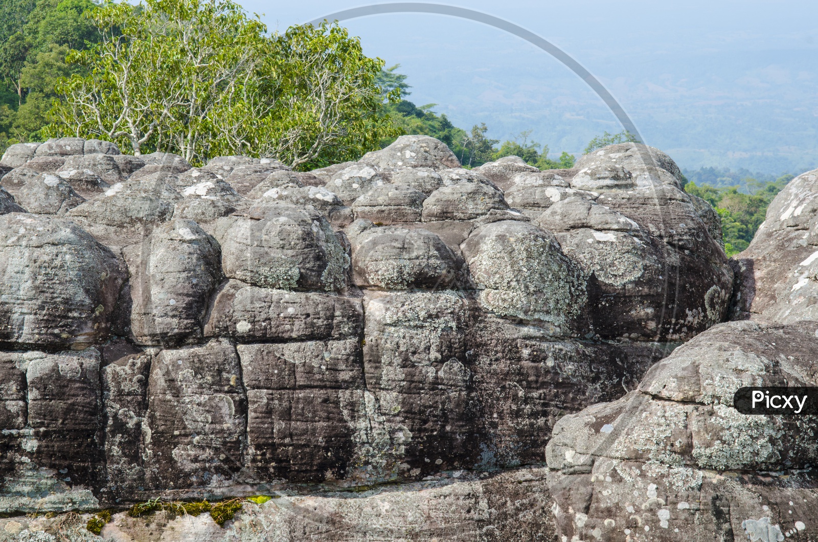 Group of lichen on a rock in nature or  Lan Hin Taek at Phu Hin Rong Kla national park in Thailand
