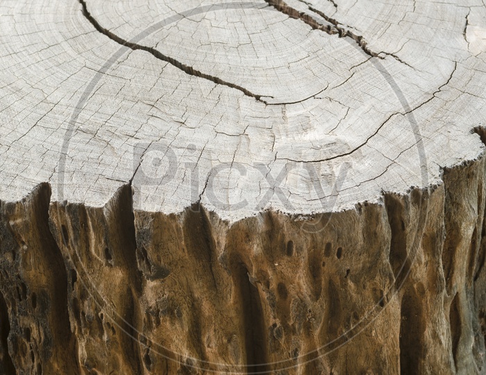 Wood texture of cut tree trunk Or Stem Closeup