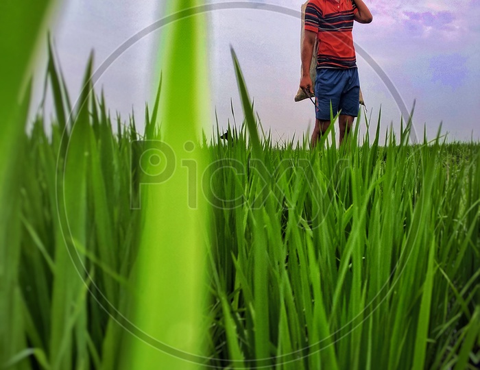 Paddy fields and a person