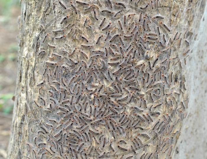 Caterpillars Group  on a wooden surface