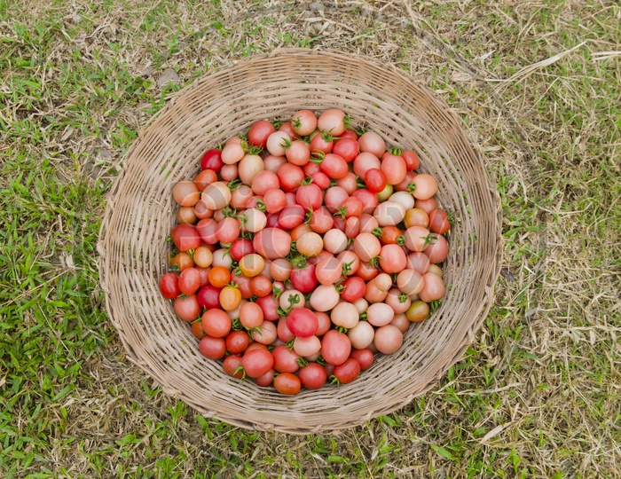 Cherry Tomatoes in a Basket