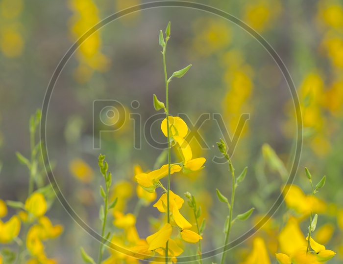 Yellow Flower Fields in Thailand