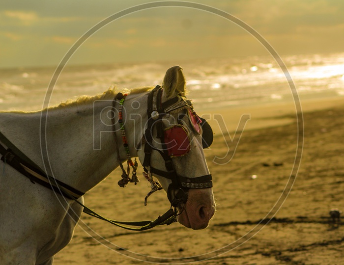 horse in beach with sunset