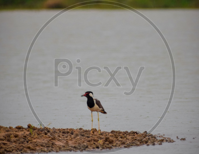 The Red Wattled Lapwing