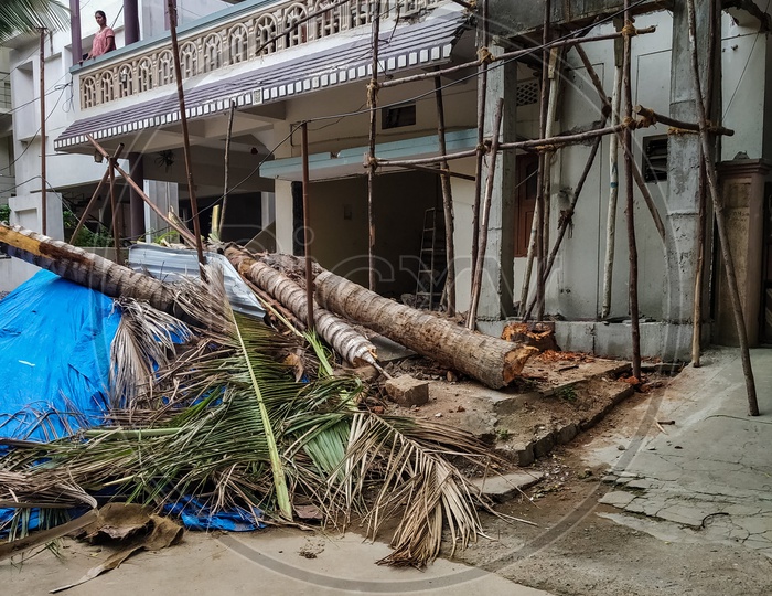 construction vs trees. coconut tree cut down.