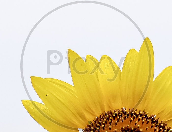 Sunflower posing smile