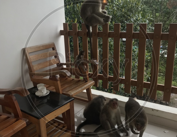 Monkeys getting high on sugar in balcony