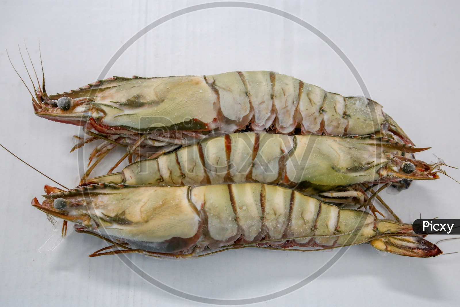 Tiger Prawn Or Shrimp In a Seafood Export Company