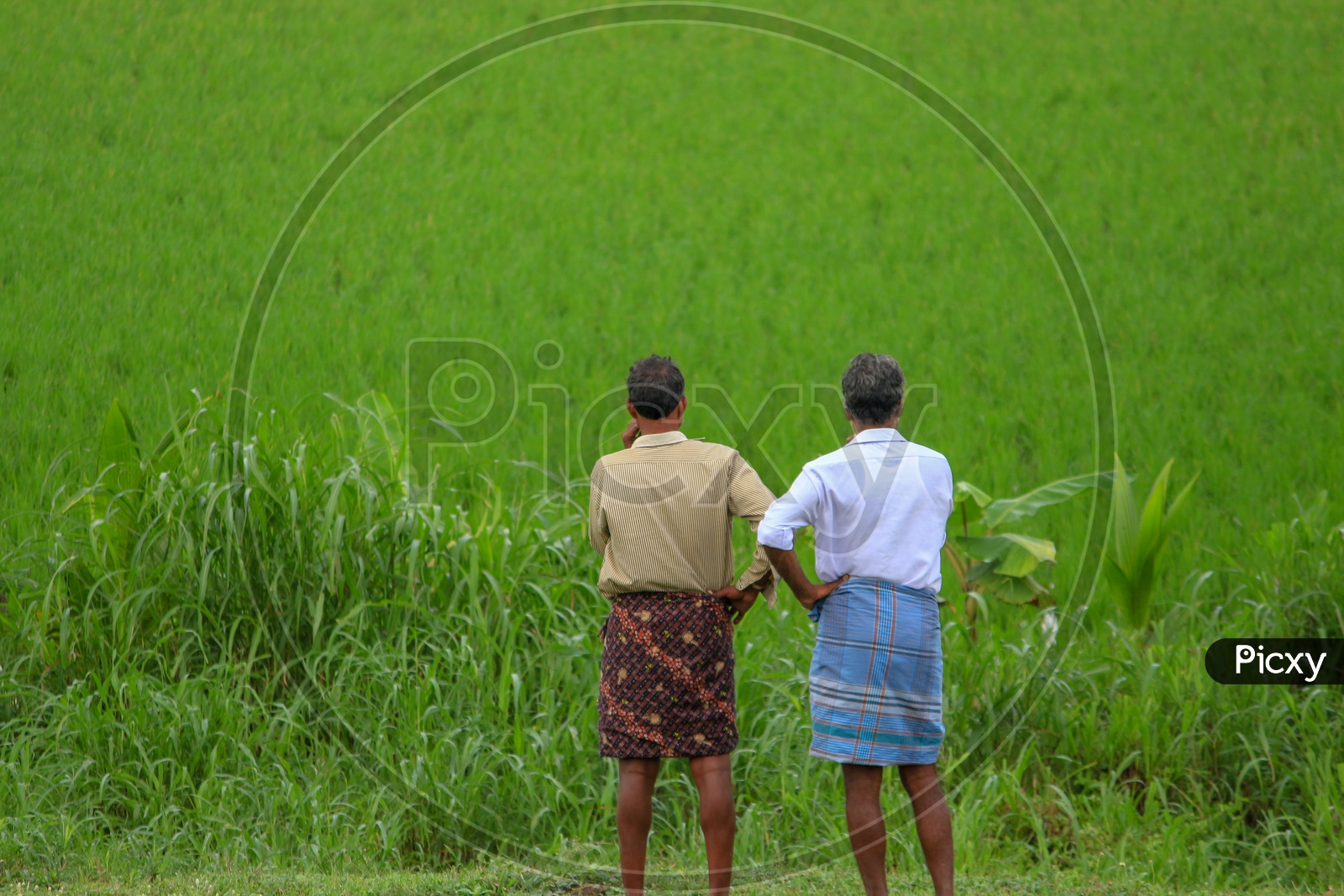 Farmers Friends Standing At Paddy Fields  in Rural Villages