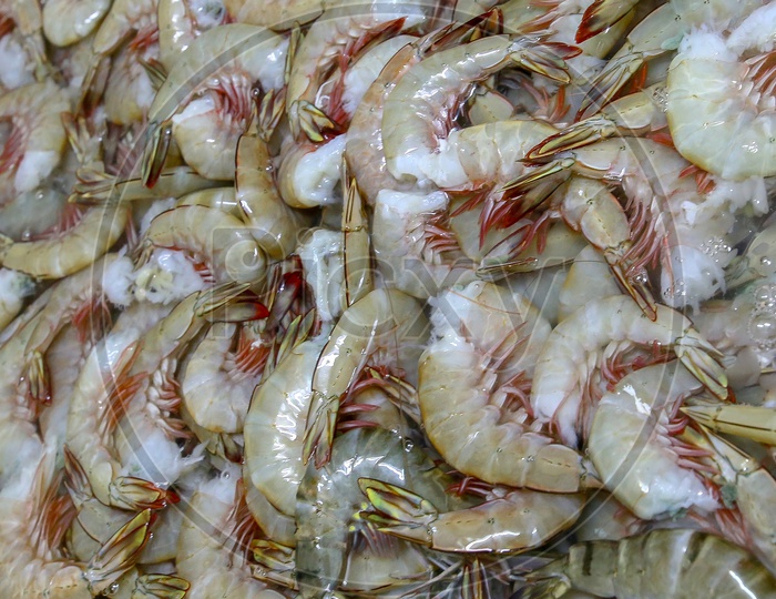 Fresh shrimp or Prawn Pile At a Seafood Export Company