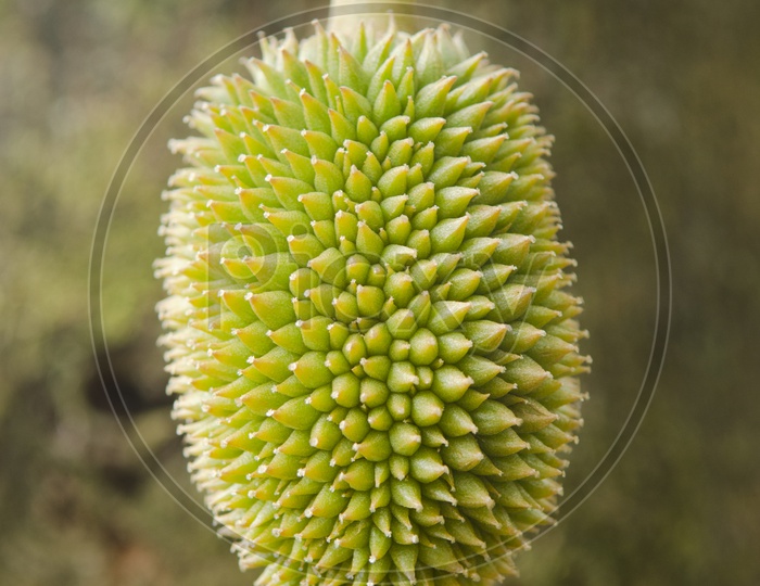 Young durian fruit in the Thailand orchard