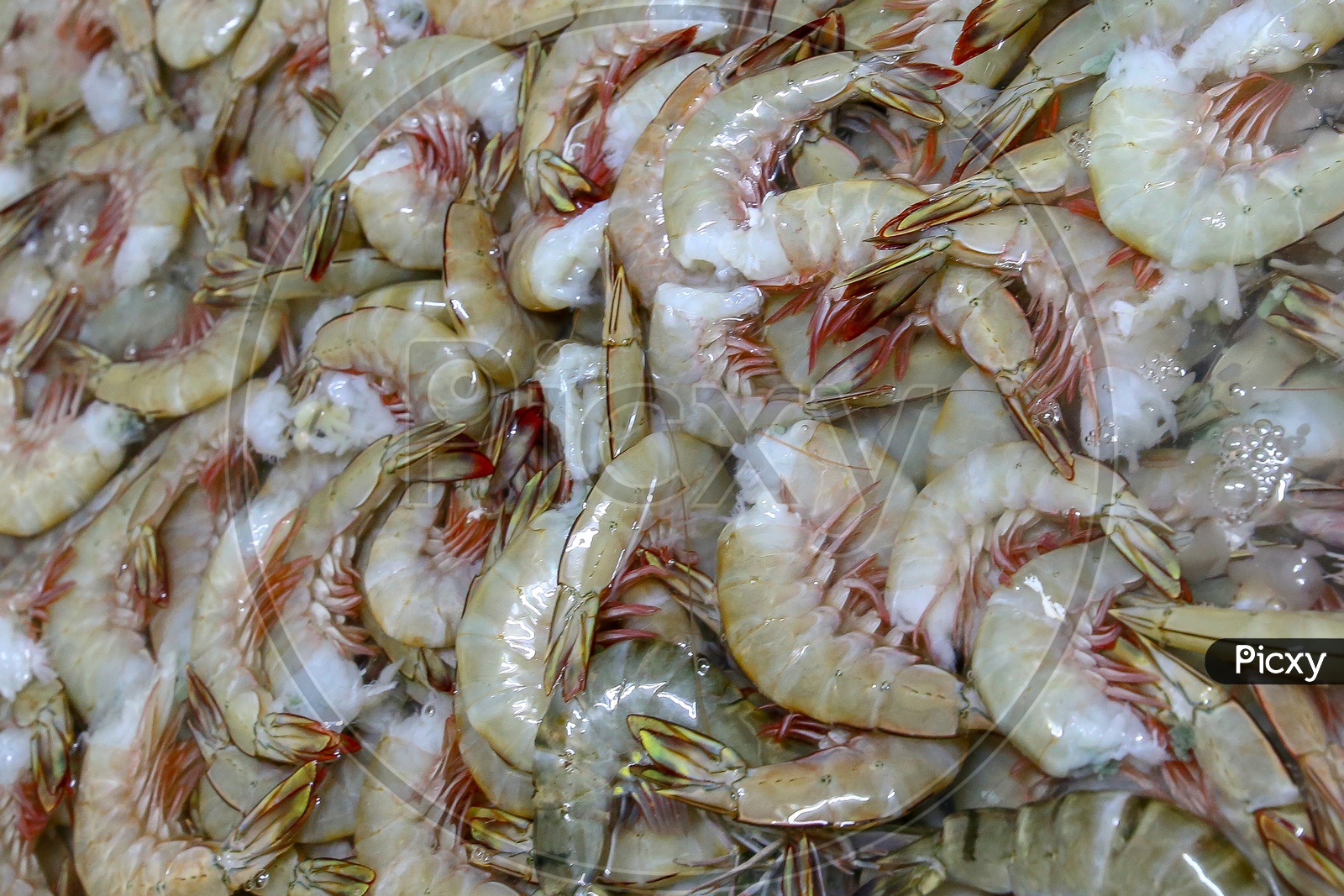 Fresh shrimp or Prawn Pile At a Seafood Export Company