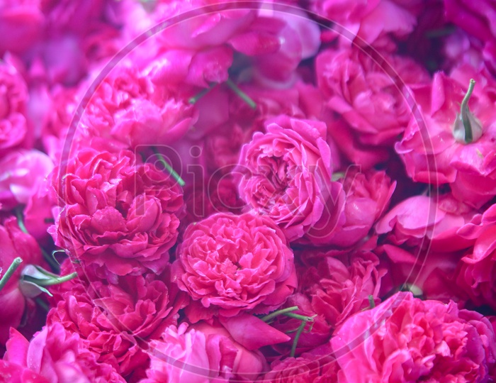 Rose Flowers Filled  Background
