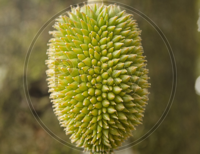 Closeup of young durian fruit