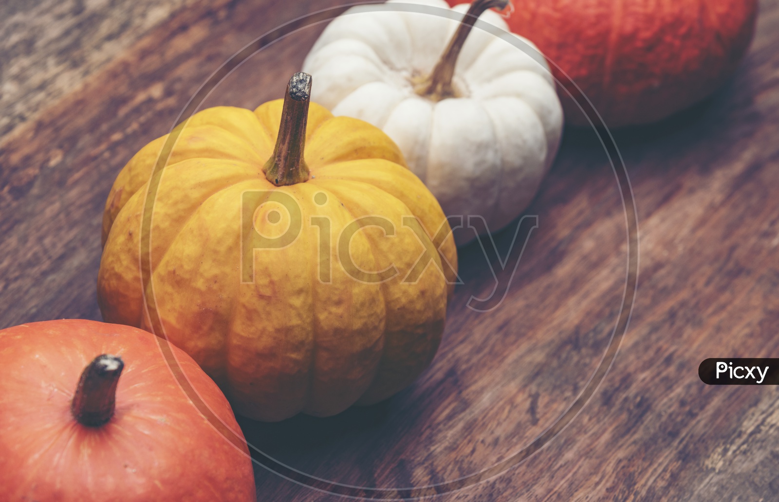 Pumpkins On Wooden Background For Halloween Templates