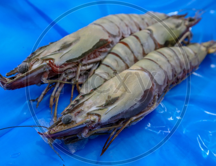 Tiger Prawn Or Shrimp In a Seafood Export Company