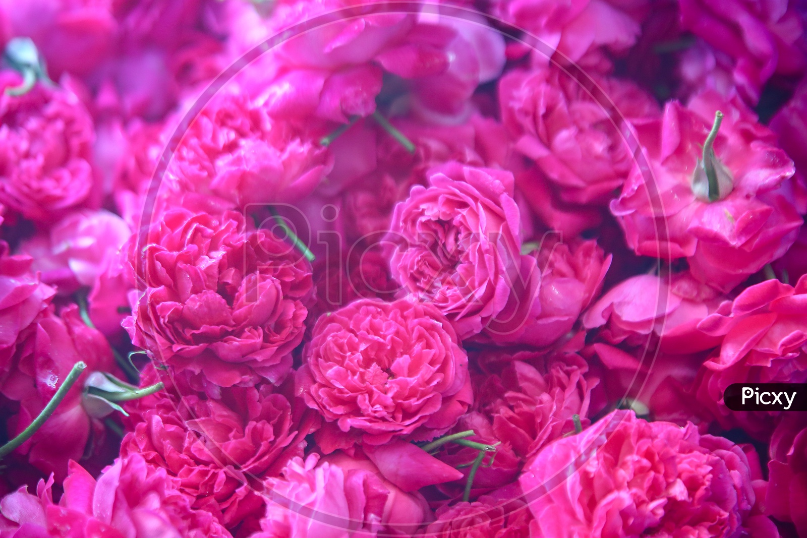 Rose Flowers Filled  Background