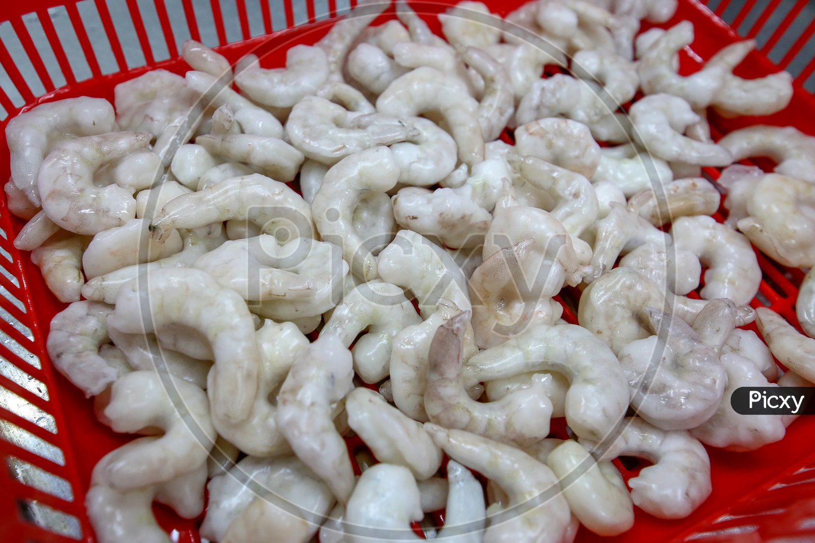 Fresh Prawns or Shrimps In a Seafood Exporting Company