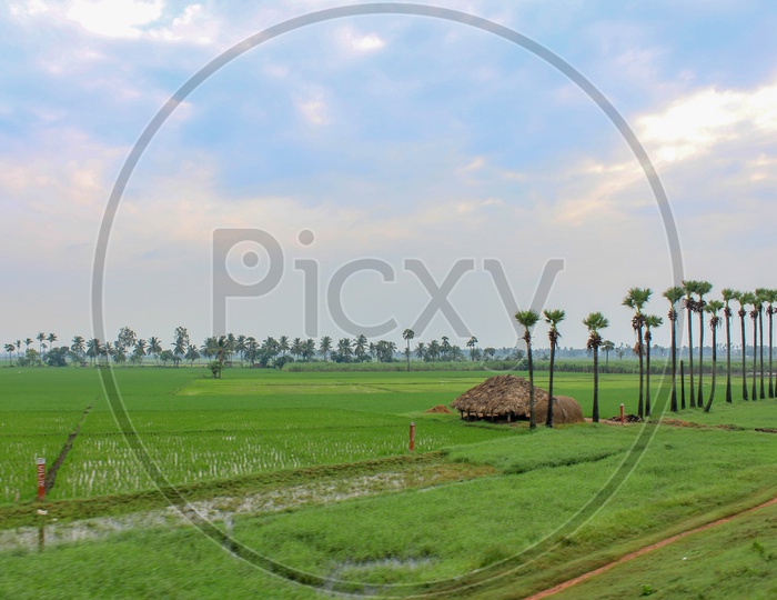 Paddy Or Rice Fields  in Rural Villages