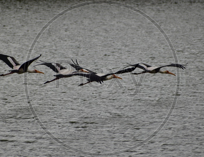 A bunch of painted stork birds flying