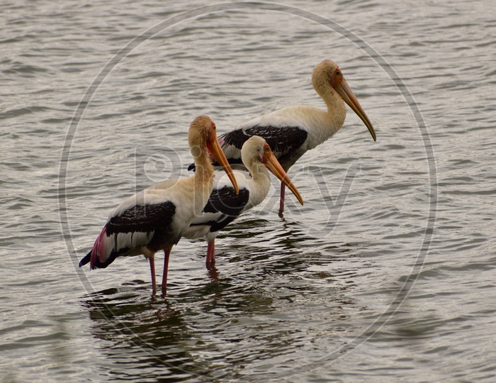 Painted stork at lake