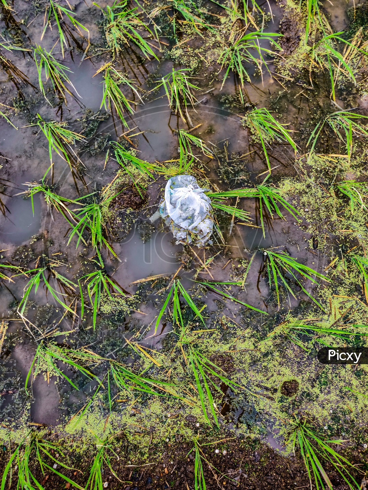 Plastic pollution in fields