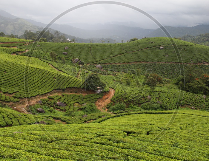 Kerala tea gardens