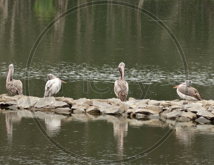 A bunch of spot billed pelican