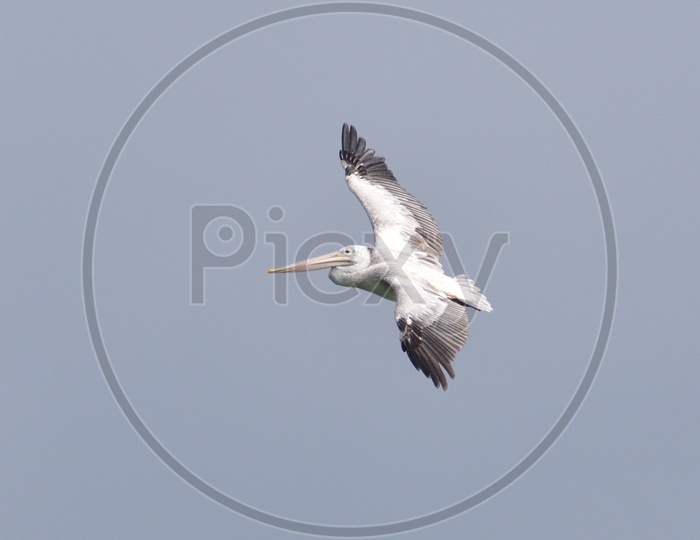 A flying spot billed pelican