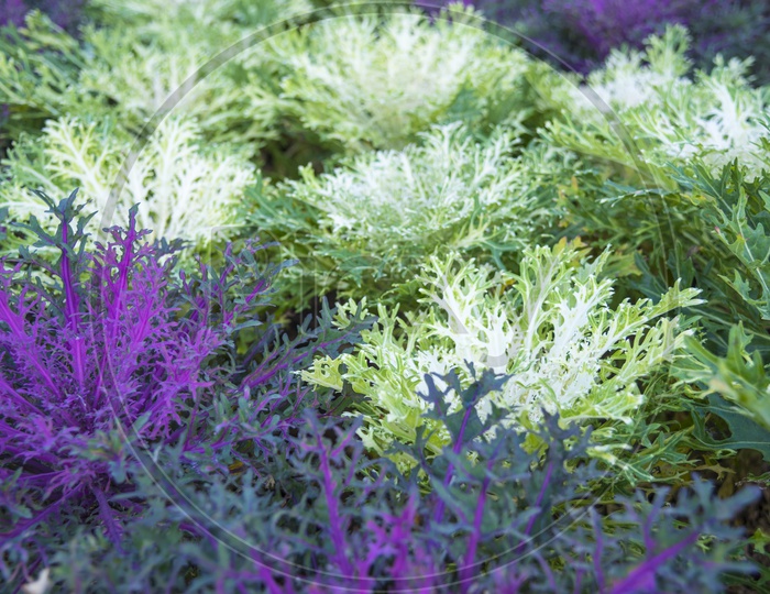Close up of Purple and while colorful cabbage in a garden