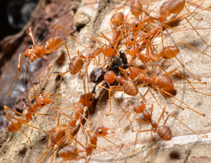 Red fire ants as a Group on a tree bark