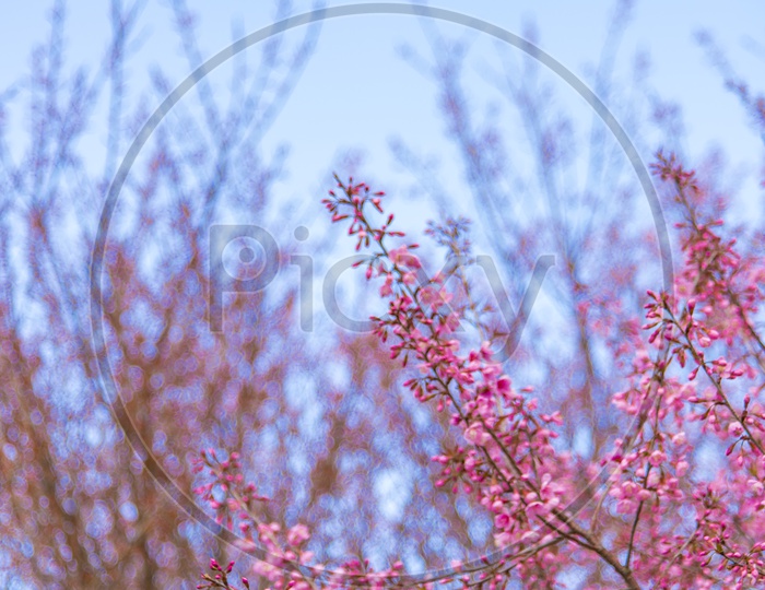 Close up of pink Sakura cherry blossom, Chiang Mai, Thailand