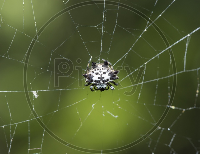 Spider In Web comb
