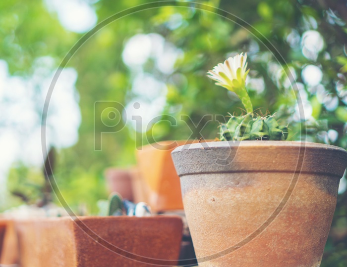 Cactus Plant With Flower  Growing  in  Pot Closeup With Vintage Filter