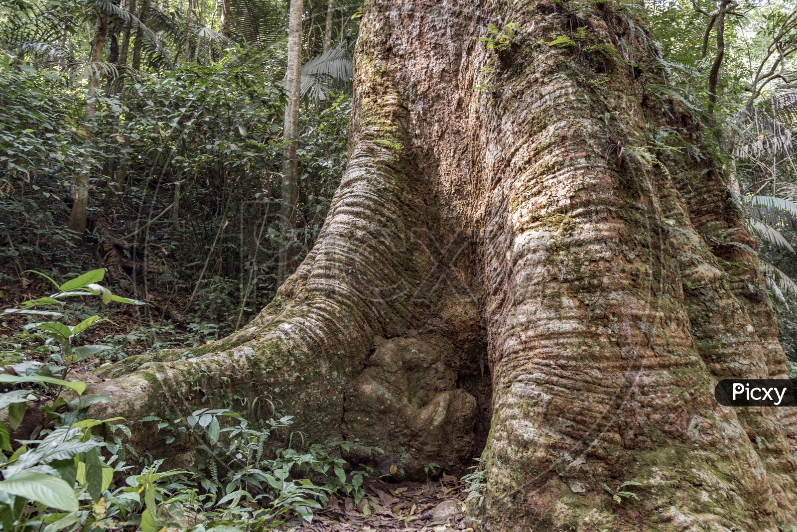 Huge tree trunk in tropical forest in Thailand national park