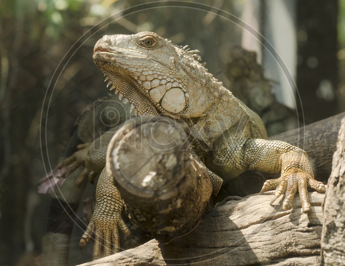 Iguana Lizard In Zoo