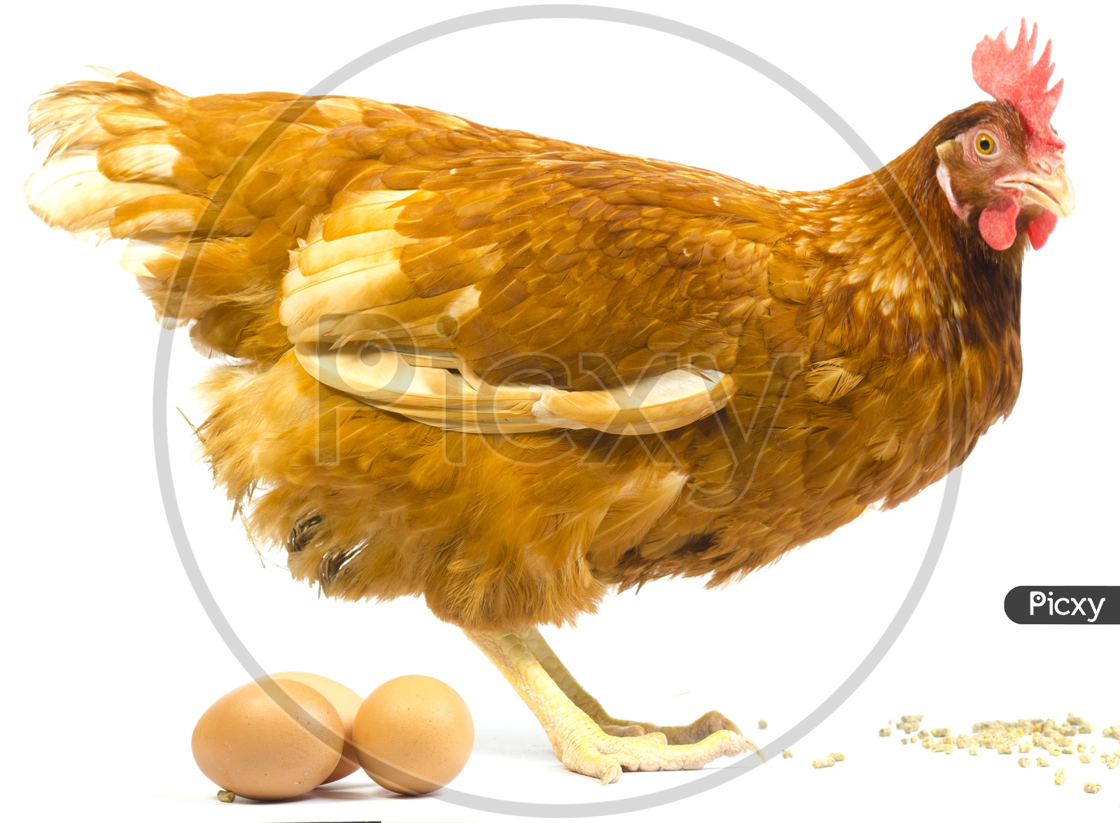 full body of brown chicken hen With Eggs  standing isolated white background