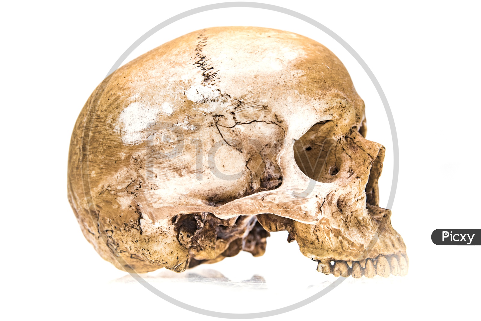 Virtual reality Side view of Human skull isolated on white background