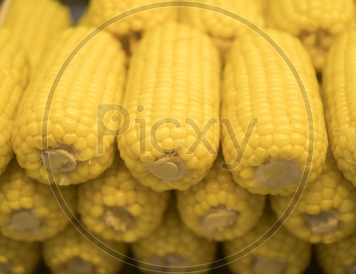 Sweet corn  Closeup Filled Background