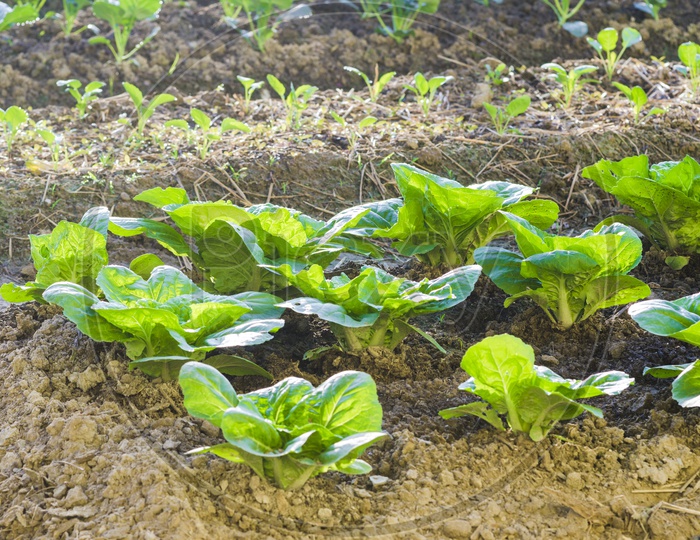 vegetable farm With Green Plants Growing in soil