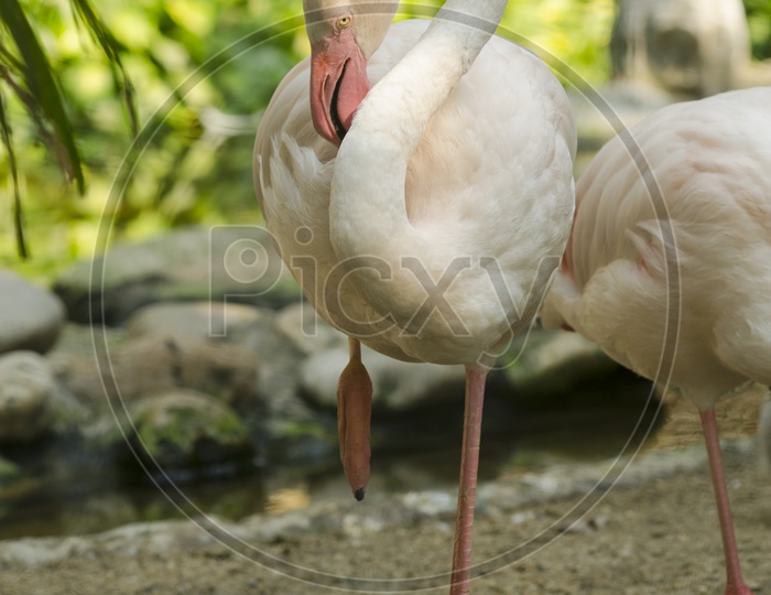 Flamingo Birds
