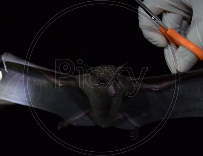 Bats researching in the field of night