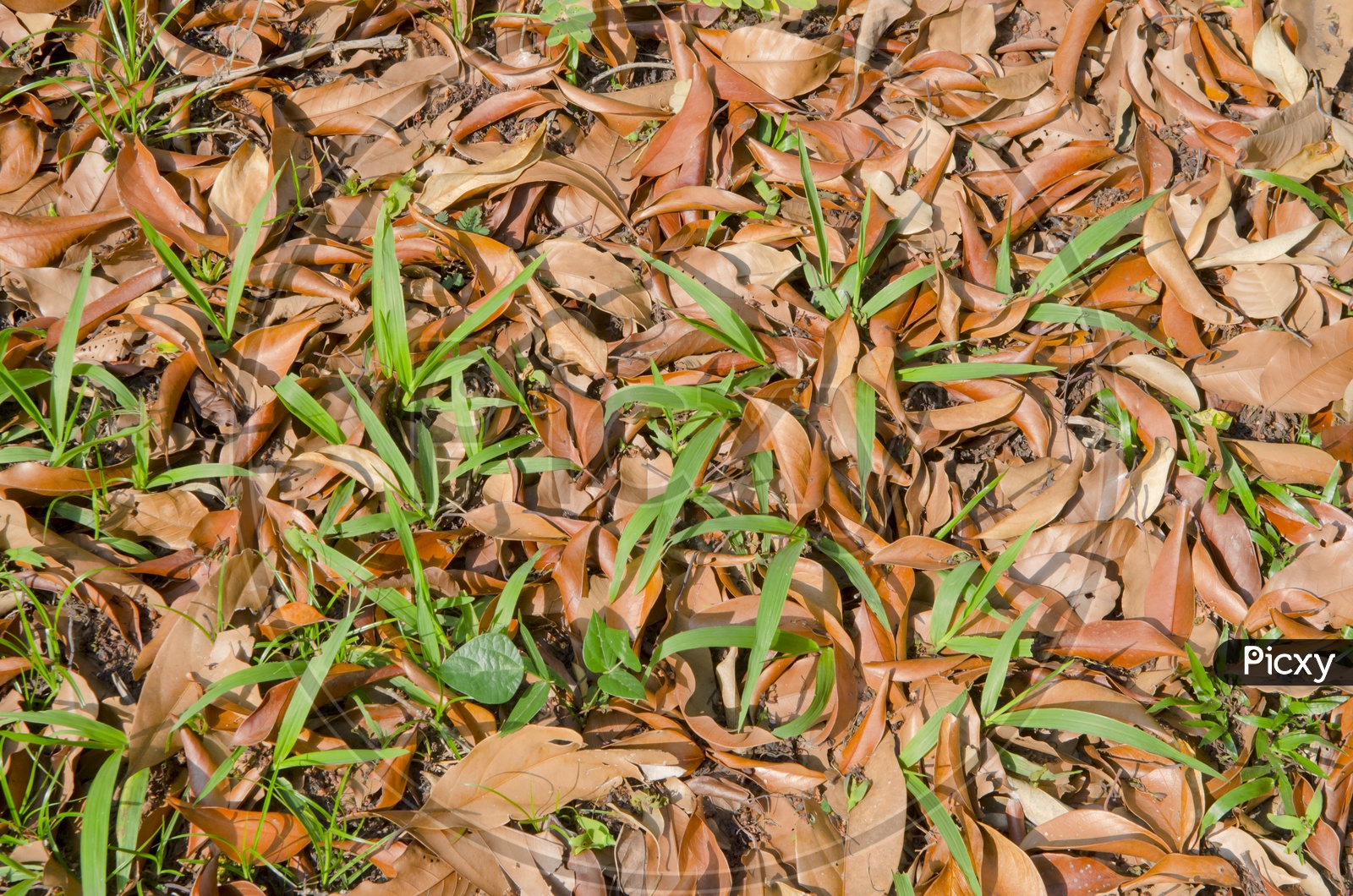 Dried leafs Fall on Ground In Nature Forming a background