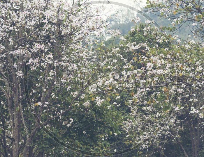 White Flowers On chickasaw Plum  Trees in a Tropical Forest