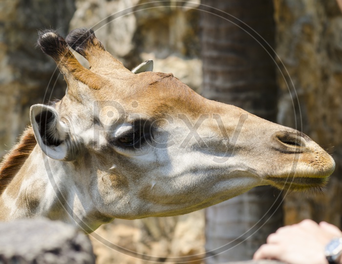 giraffe Head Closeup
