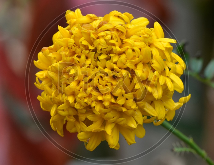 Marigold Flower Blooming Closeup  on plant in a Harvesting Field