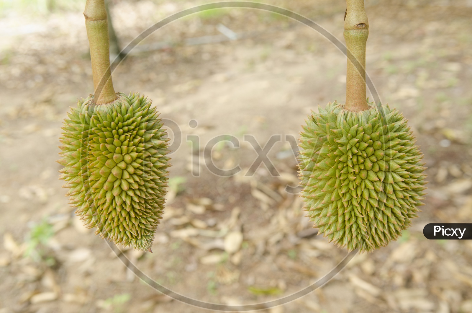 Fresh Durian Fruit Closeup